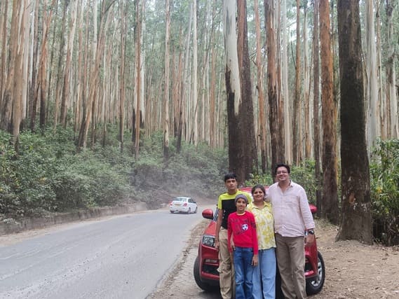 Ooty trees forming a lush green canopy overhead